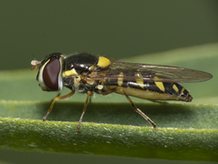 Allograpta hortensis