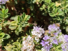 Allograpta hortensis