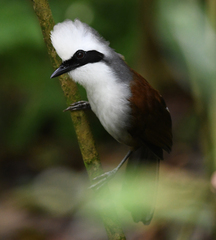 Garrulax leucolophus