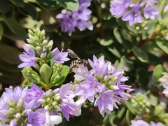 Allograpta hortensis