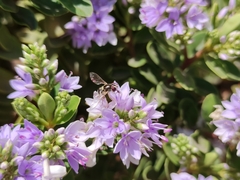 Allograpta hortensis
