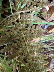 Polystichum haleakalense