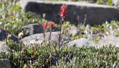 Castilleja elmeri