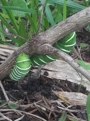 Rothschildia jacobaeae