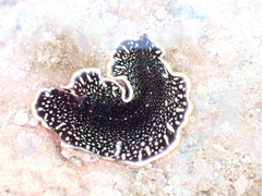 Polycladida
