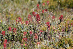 Castilleja elmeri