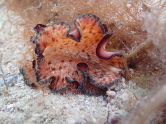 Pseudobiceros fulgor