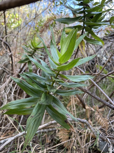 Dubautia platyphylla observed 2022-11-08