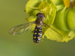 Toxomerus vertebratus