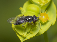 Platycheirus chalconota