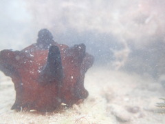 Coriocella nigra
