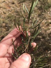 Dodonaea viscosa angustissima