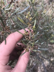 Dodonaea viscosa angustissima