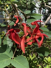 Erythrina crista-galli