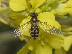 Toxomerus vertebratus