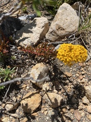 Quinchamalium chilense