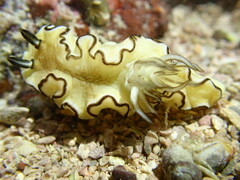 Doriprismatica atromarginata