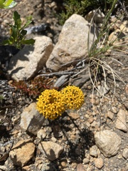 Quinchamalium chilense