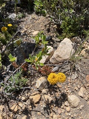 Quinchamalium chilense