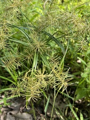 Cyperus odoratus image