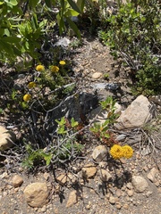 Quinchamalium chilense