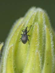 Brentidae