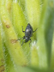 Brentidae
