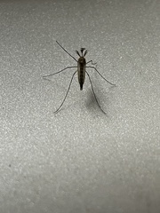 Aedes