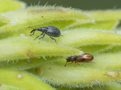 Brentidae