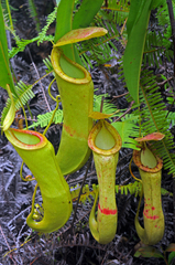 Nepenthes mirabilis