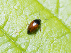 Scaphidiinae