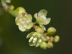 Muehlenbeckia hastulata