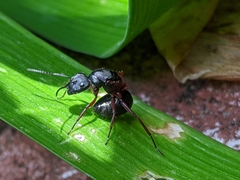 Myrmophyma