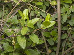 Muehlenbeckia hastulata