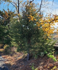 Juniperus virginiana