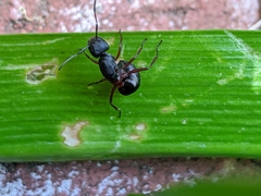Myrmophyma