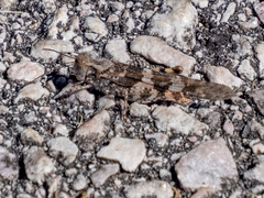 Trimerotropis pallidipennis