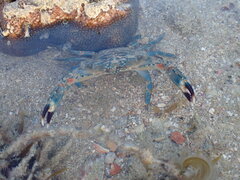 Portunidae