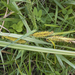 Carex chilensis - Photo (c) Claudio Maureira, algunos derechos reservados (CC BY-NC-ND), uploaded by Claudio Maureira
