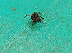 Myrmophyma