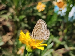 Leptotes trigemmatus