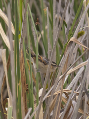Phleocryptes melanops