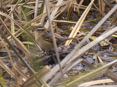 Phleocryptes melanops