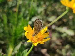 Leptotes trigemmatus