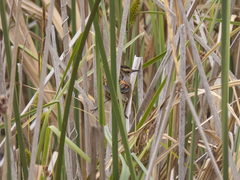 Phleocryptes melanops