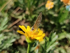 Leptotes trigemmatus