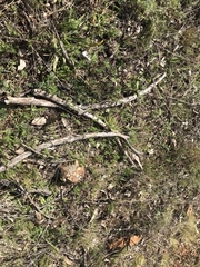 Asperula conferta