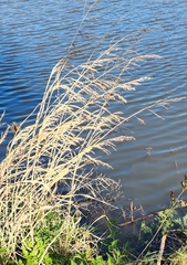 Sorghum halepense