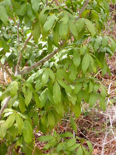 Image of Vepris reflexa by no rights reserved