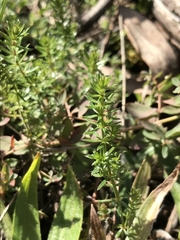 Asperula conferta